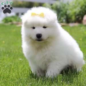 Becky, Samoyed Puppy